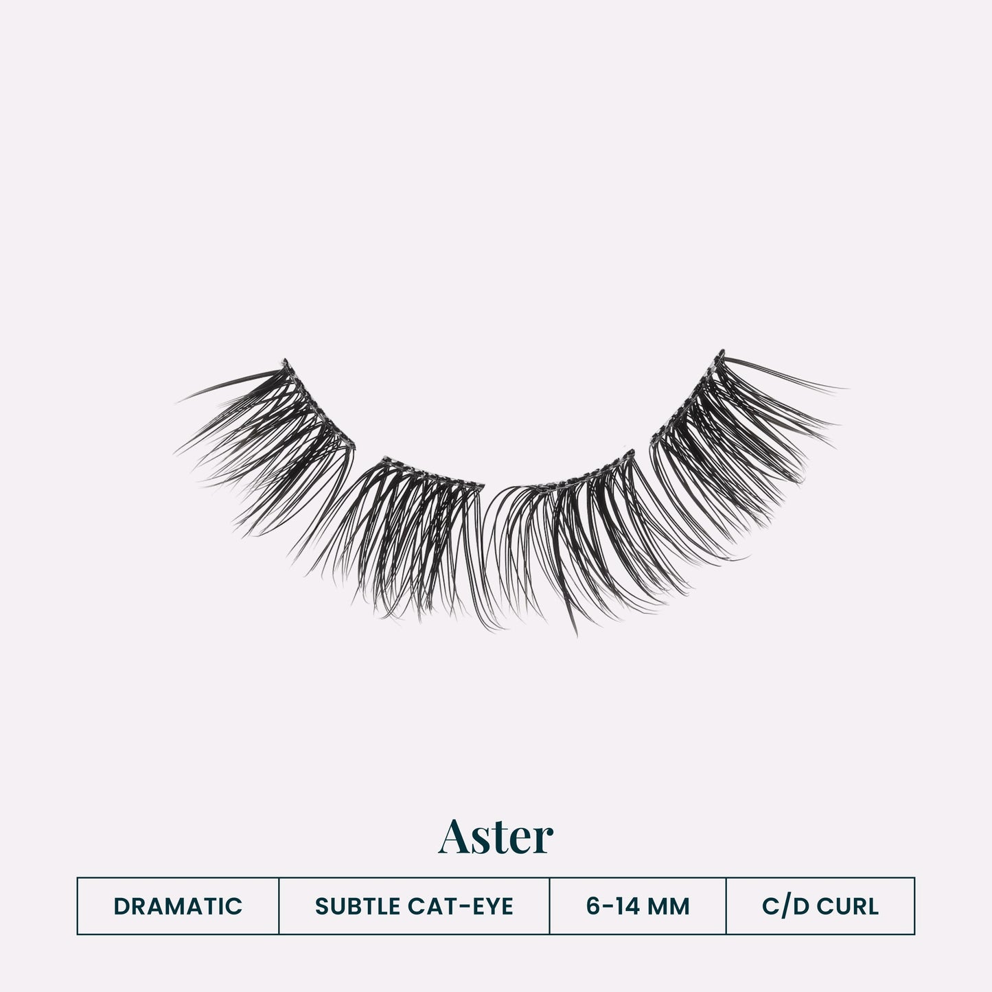 Aster