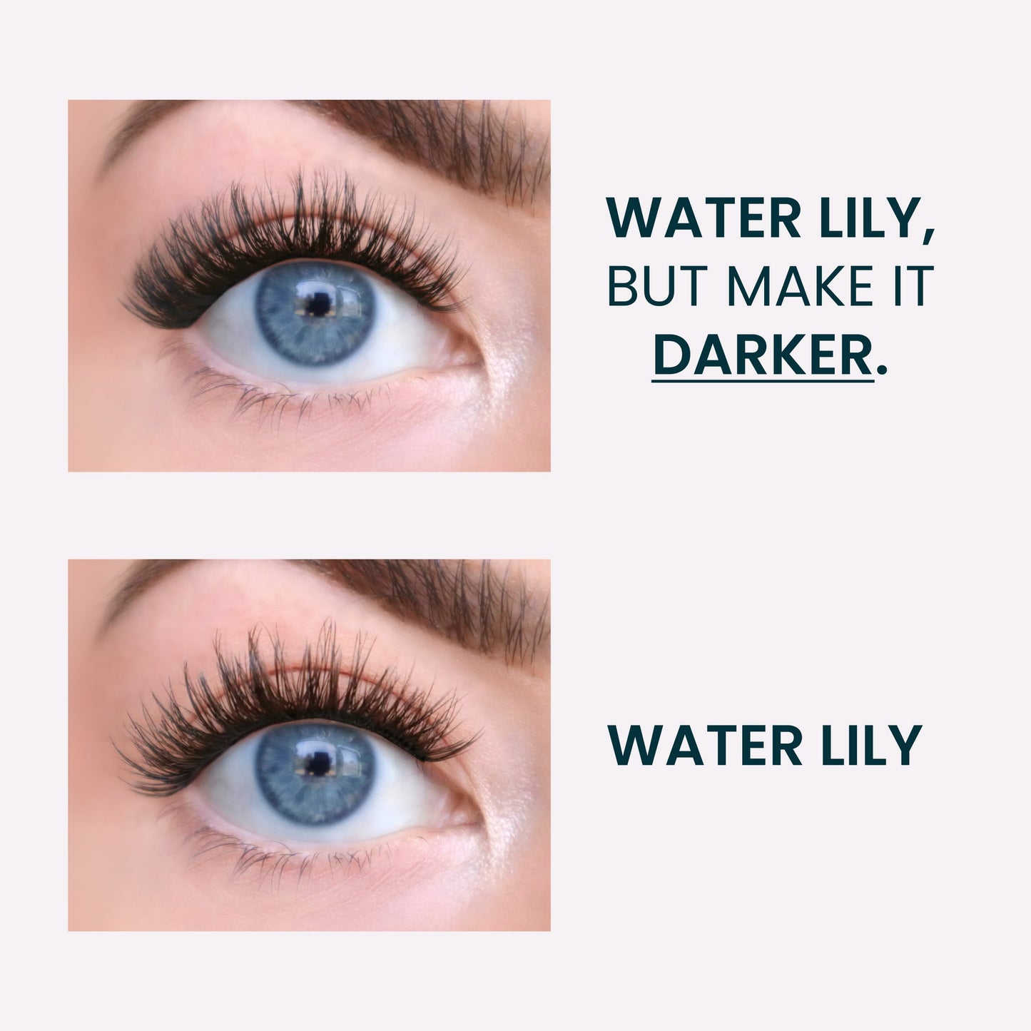 FlutterHabit Family Edit - Water Lily but Darker