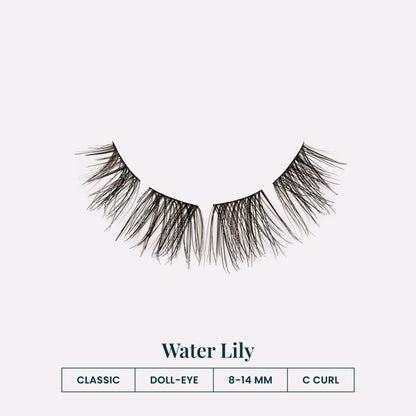 Water Lily