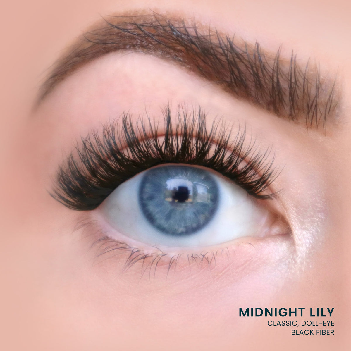Midnight Lily
