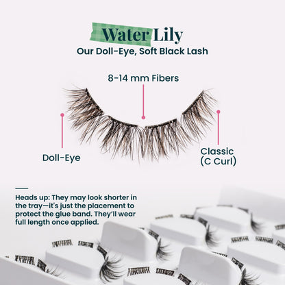Water Lily | Lash Stats